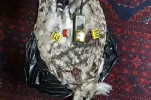 پولیس هرات پرنده جاسوس را شکار کرد