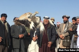 زمینه شکارپرندگان برای خارجی ها در افغانستان مساعد گردید