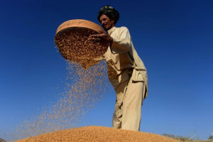 افزایش 42 درصدی حاصلات امسال مزارع گندم افغانستان