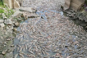 خشک‌سالی در فرانسه 11 تن ماهی را تلف کرد