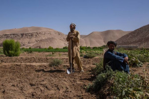 نیوزیلند دو میلیون دالر به کشاورزان افغانستان کمک می‌کند