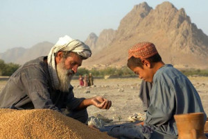افغانستان به واردات بیش از دو میلیون تُن گندم نیاز دارد
