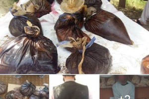 ۶ قاچاقبر مواد مخدر از سه ولایت بازداشت شدند