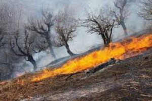 تلاش برای مهار آتش‌‌سوزی در جنگل‌های نورستان ادامه دارد