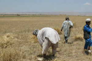 افغانستان در معرض بحران کشاورزی قرار دارد