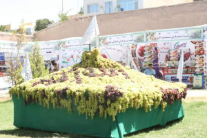 هفتمین جشنواره انگور در هرات برگزار شد