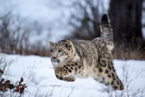 از قاچاق بیش از ۱۵ هزار پرنده و حیوان وحشی جلوگیری شد
