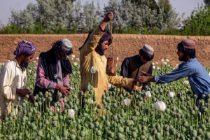 نگرانی از فعالیت طالبان برای فروش مواد مخدر به اروپا