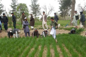 کمک دو میلیون دالری استرالیا به زراعت افغانستان 