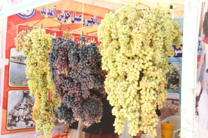 ششمین جشنواره انگور هرات؛ کشاورزان از نبود بازار شکایت دارند