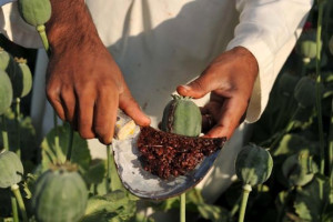 افغانستان 80 درصد تریاک جهان را تولید می کند