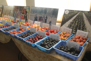 ارزش محصولات میوه افغانستان به 1.4 میلیارد دلار در سال میرسد 