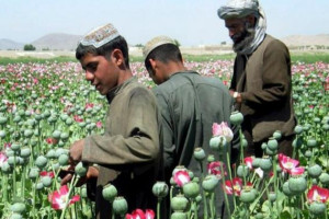 ۷ میلیون معتاد هندی چشم به راه قاچاق مواد مخدر از افغانستان