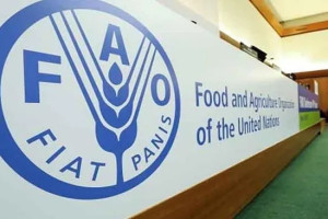 سازمان ملل: دهها هزار شغل برای شهروندان افغانستان ایجاد کرده ایم