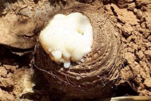 ا.ا: برای دهقانان بدخشان نهال هینگ توزیع شد