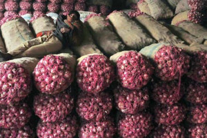 صادرات بی پیشینه پیاز قندهار به هند