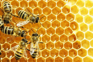 تولیدات عسل در ولایت بدخشان به ۲۸۳ تُن رسید