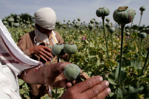 منابع اقتصادی باشندگان هلمند در کنترل طالبان قرار دارد