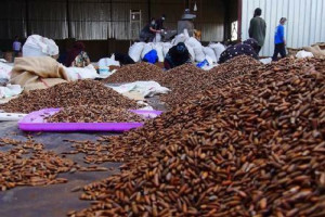 وزارت صنعت وتجارت از افزایش صادرات جلغوزه خبر داد