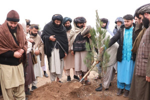 ۴۵ هزار اصله نهال در هرات غرس میشود