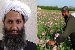 رهبر طالبان کشت کوکنار را ممنوع اعلام کرد
