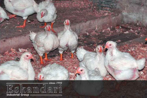 واردات مرغ های پیر و مریض از پاکستان به غزنی