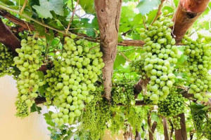 کاهش ۳۰ درصدی حاصلات انگور در هرات