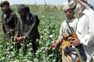طالبان مردم کاپیسا را مجبور به کشت مواد مخدر می کنند