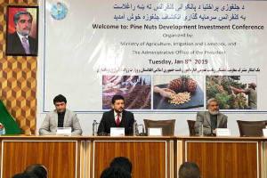 افغانستان ظرفیت تولید 35هزار تُن جلغوزه را در سال دارد