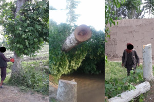  دشمنی طالبان با محیط سبز؛ ده‌ها درخت در کندز قطع شدند