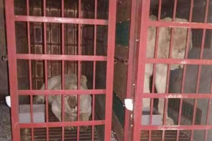 چهار قلاده شیر به باغ وحش کابل تحویل داده شد