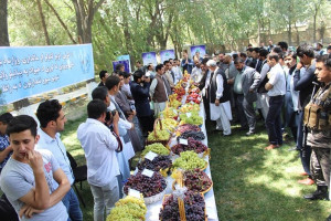 افزایش 24 درصدی صادرات میوه و سبزیجات افغانستان