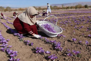 افزایش صادرات زعفران افغانستان به کشورهای عربی و اروپایی