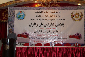 تولید طلای  سرخ افغانستان ۲۰ درصد افزایش یافته است