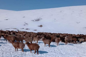 ایجاد کمیته برای رسیدگی به آسیبدیدگان حوادث طبیعی