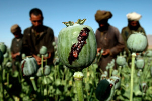  کاهش 95 درصدی کشت تریاک در افغانستان 