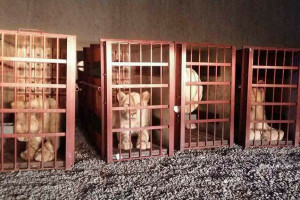 از قاچاق شش شیر نادربه پاکستان جلوگیری شد