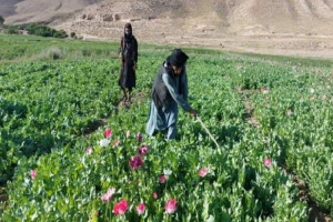 هزار جریب زمین از کشت مواد مخدر در هرات پاکسازی شد