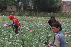 نبود بازار فروش محصولات زراعتی ؛ عامل افزایش کشت مواد مخدر در هلمند