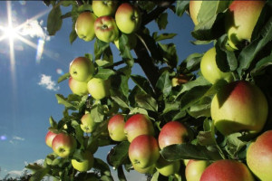 افزایش پنج درصدی حاصلات سیب در ولایت پروان