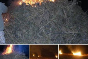 نیروهای پولیس در غزنی 80 تُن چرس را آتش زدند