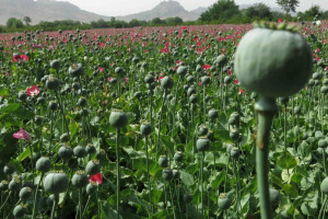 خشکسالی؛ عامل افزایش کشت کوکنار در هرات