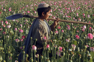 زکات اجباری طالبان از کشاورزان هلمند