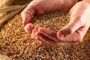 طالبان صادرات گندم را به خارج از افغانستان ممنوع کردند