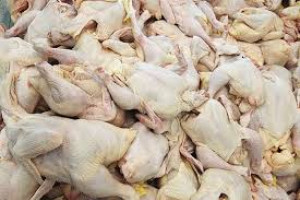 جلوگیری  از فروش 13هزار مرغ فاسد شده در هرات 