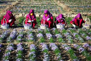 زعفران؛ منبع پر درآمد برای دهاقین هرات