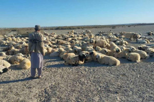 از قاچاق ۶۵۰رأس گوسفند به ایران جلوگیری شد