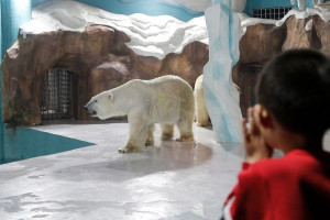 افتتاح «هوتل خرس قطبی» در چین