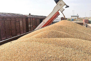 اسلام‌آباد به کابل 120هزارمتریک‌تن گندم می‌فروشد