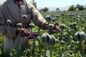 1500 جریب زمین در کابل کوکنار کشت می شود